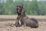DOGUE ALLEMAND 482
